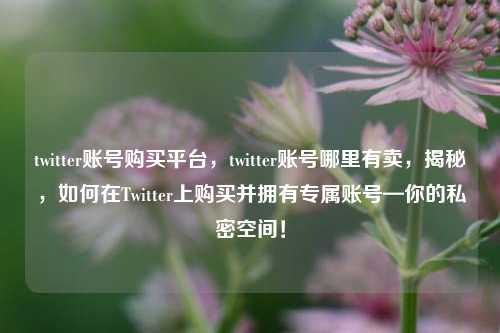 twitter账号购买平台，twitter账号哪里有卖，揭秘，如何在Twitter上购买并拥有专属账号—你的私密空间！