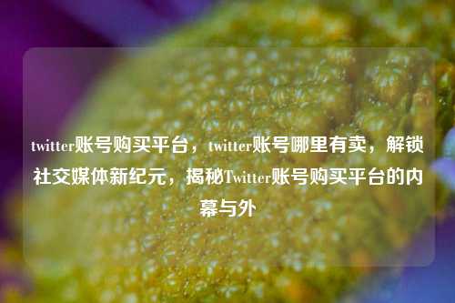 twitter账号购买平台，twitter账号哪里有卖，解锁社交媒体新纪元，揭秘Twitter账号购买平台的内幕与外