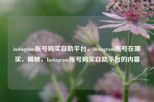 instagram账号购买自助平台，instagram账号在哪买，揭秘，Instagram账号购买自助平台的内幕