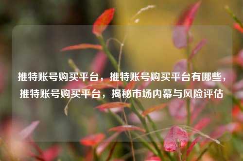推特账号购买平台，推特账号购买平台有哪些，推特账号购买平台，揭秘市场内幕与风险评估