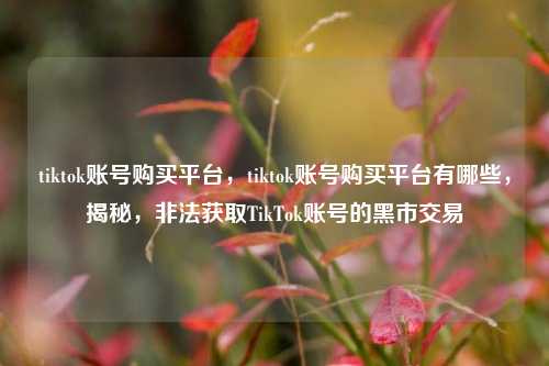 tiktok账号购买平台，tiktok账号购买平台有哪些，揭秘，非法获取TikTok账号的黑市交易