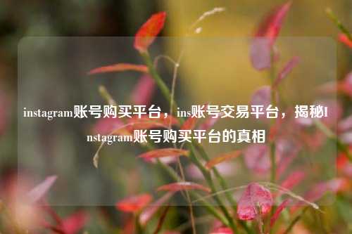instagram账号购买平台，ins账号交易平台，揭秘Instagram账号购买平台的真相