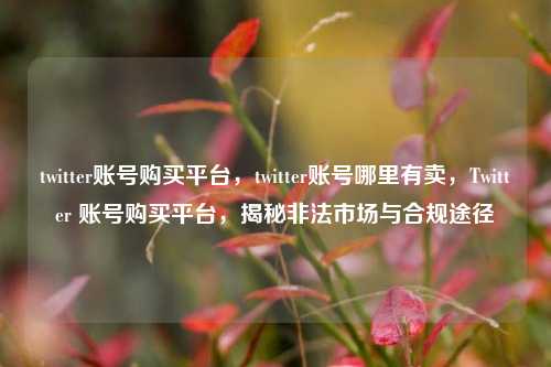 twitter账号购买平台，twitter账号哪里有卖，Twitter 账号购买平台，揭秘非法市场与合规途径  第1张