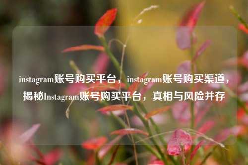 instagram账号购买平台，instagram账号购买渠道，揭秘Instagram账号购买平台，真相与风险并存