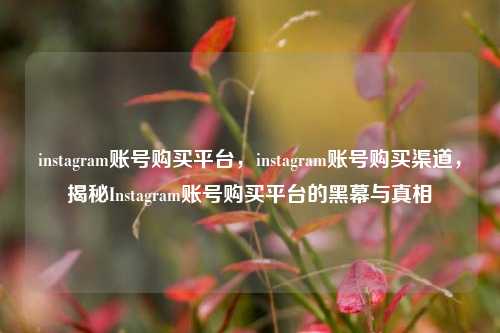 instagram账号购买平台，instagram账号购买渠道，揭秘Instagram账号购买平台的黑幕与真相
