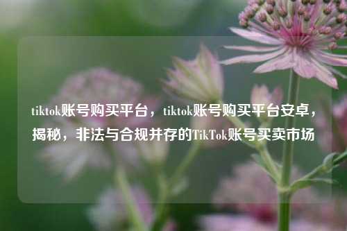 tiktok账号购买平台，tiktok账号购买平台安卓，揭秘，非法与合规并存的TikTok账号买卖市场