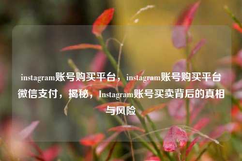 instagram账号购买平台，instagram账号购买平台微信支付，揭秘，Instagram账号买卖背后的真相与风险