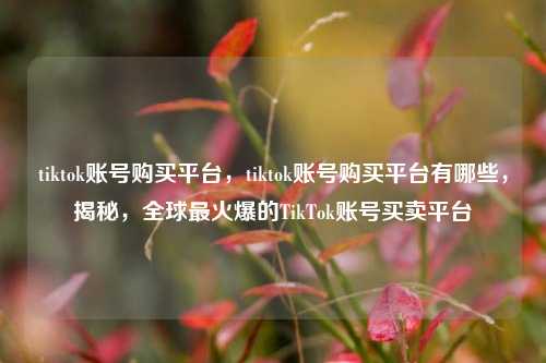 tiktok账号购买平台，tiktok账号购买平台有哪些，揭秘，全球最火爆的TikTok账号买卖平台